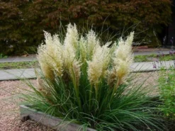Super Dwarf Pampas Grass - Cortaderia Selloana Tiny Pampa 7 Super Dwarf Pampas Grass - Cortaderia Selloana Tiny Pampa -Outlet Plant Store cortaderia tiny pampa 2 1