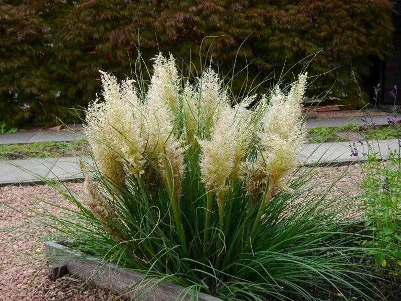 Super Dwarf Pampas Grass - Cortaderia Selloana Tiny Pampa 4 Super Dwarf Pampas Grass - Cortaderia Selloana Tiny Pampa - Image 4