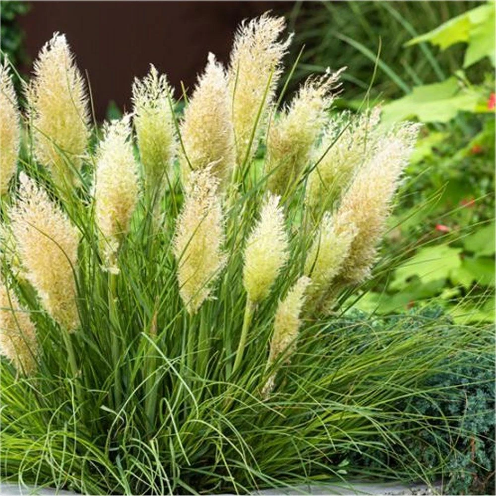 Super Dwarf Pampas Grass - Cortaderia Selloana Tiny Pampa 1 Super Dwarf Pampas Grass - Cortaderia Selloana Tiny Pampa