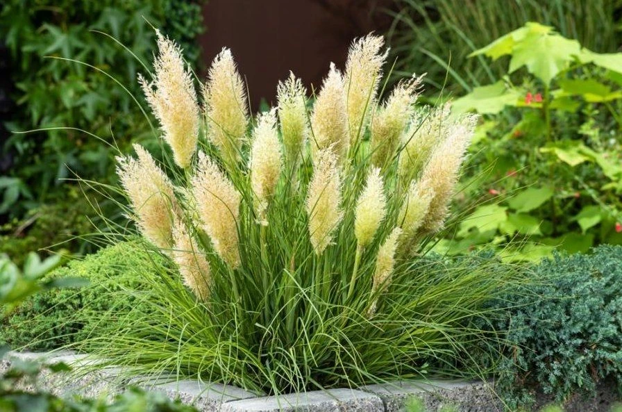 Super Dwarf Pampas Grass - Cortaderia Selloana Tiny Pampa 2 Super Dwarf Pampas Grass - Cortaderia Selloana Tiny Pampa - Image 2