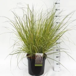 LARGE Cortaderia Golden Goblin - Golden Fantasy Pampas Grass With Plumes 9 LARGE Cortaderia Golden Goblin - Golden Fantasy Pampas Grass With Plumes -Outlet Plant Store cortaderia golden 2