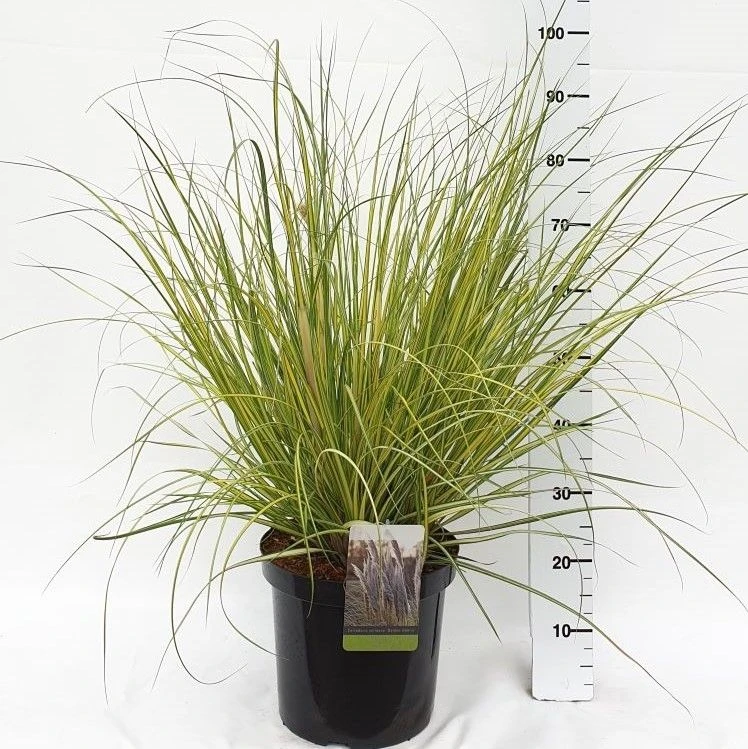 LARGE Cortaderia Golden Goblin - Golden Fantasy Pampas Grass With Plumes 5 LARGE Cortaderia Golden Goblin - Golden Fantasy Pampas Grass With Plumes - Image 5