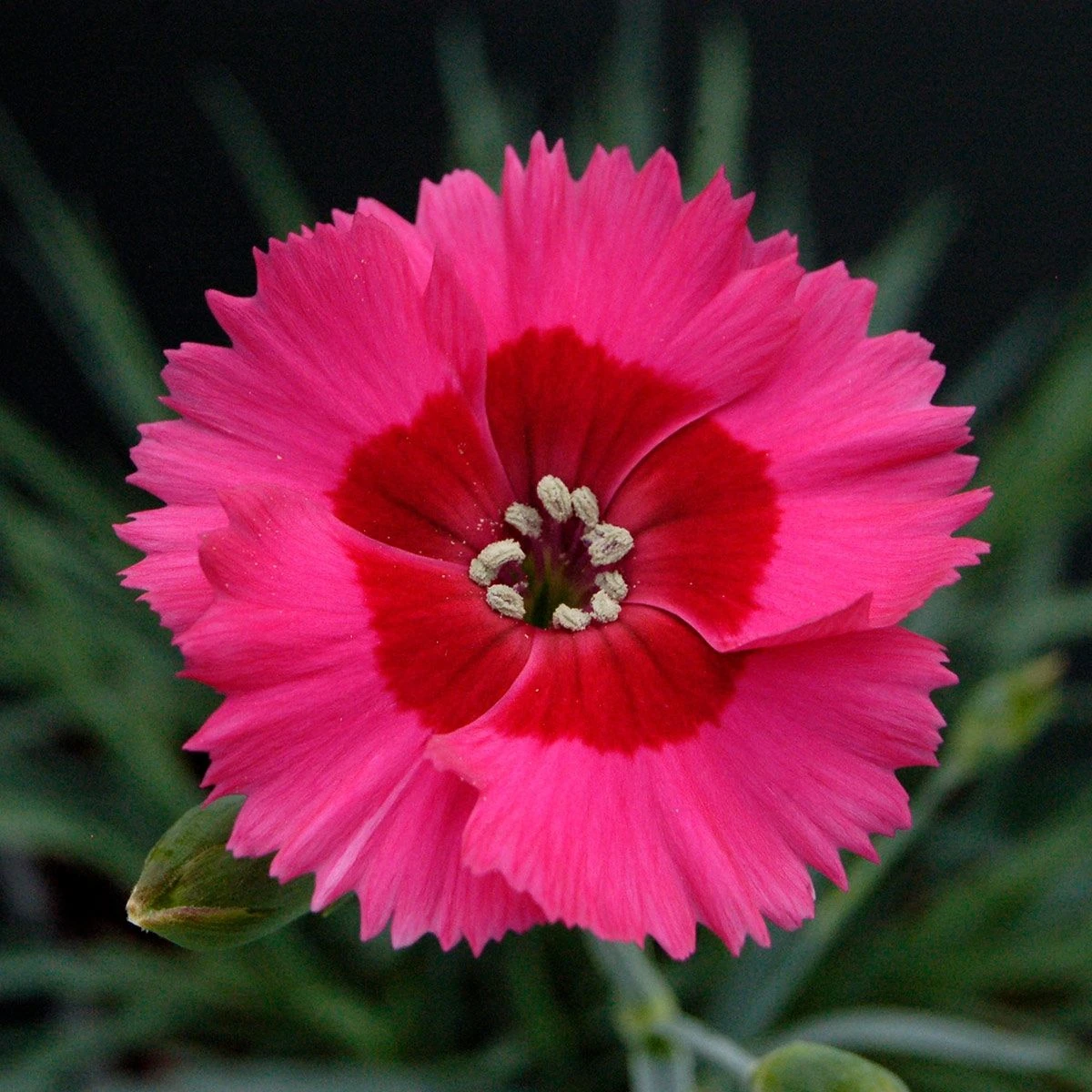 Dianthus Cosmopolitan 1 Dianthus Cosmopolitan