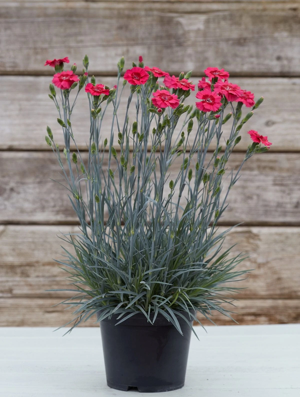Dianthus Cosmopolitan 2 Dianthus Cosmopolitan - Image 2