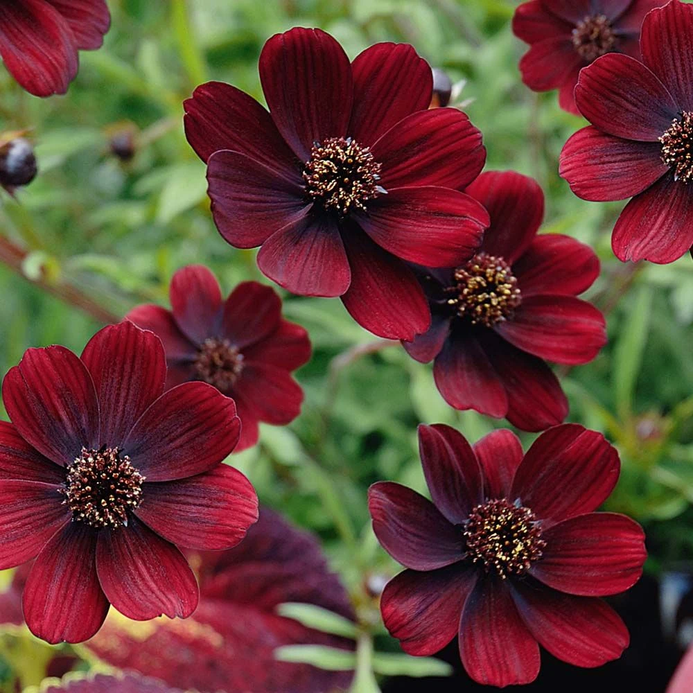 Cosmos Atrosanguineous Chocamocha - Pack Of THREE Hot Chocolate Plants In Bud And Flower 1 Cosmos Atrosanguineous Chocamocha - Pack Of THREE Hot Chocolate Plants In Bud And Flower
