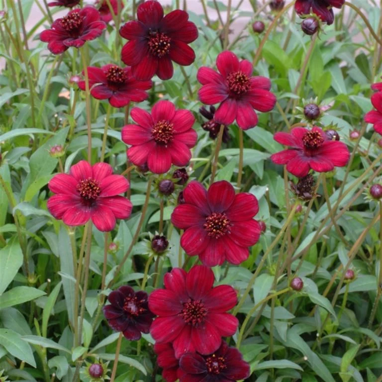 Cosmos Atrosanguineous Chocamocha - Pack Of THREE Hot Chocolate Plants In Bud And Flower 3 Cosmos Atrosanguineous Chocamocha - Pack Of THREE Hot Chocolate Plants In Bud And Flower - Image 3