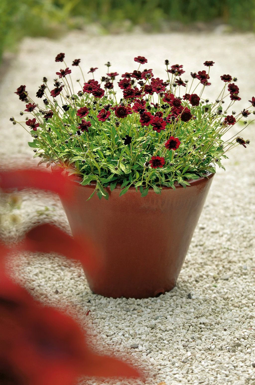 Cosmos Atrosanguineous Chocamocha - Pack Of THREE Hot Chocolate Plants In Bud And Flower 2 Cosmos Atrosanguineous Chocamocha - Pack Of THREE Hot Chocolate Plants In Bud And Flower - Image 2