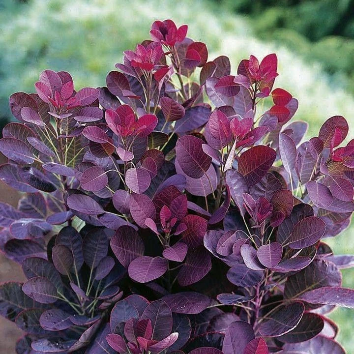 Standard Cotinus Royal Purple - Smoke Bush Tree 2 Standard Cotinus Royal Purple - Smoke Bush Tree - Image 2