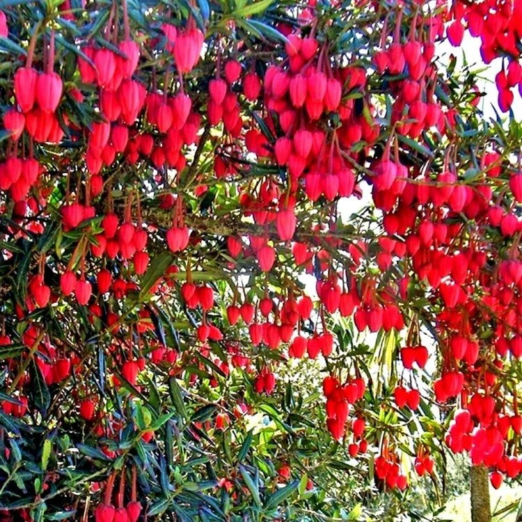 Chilean Lantern Tree - Crinodendron Hookerianum 1 Chilean Lantern Tree - Crinodendron Hookerianum