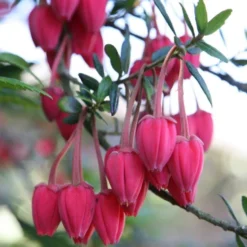 Chilean Lantern Tree - Crinodendron Hookerianum 5 Chilean Lantern Tree - Crinodendron Hookerianum -Outlet Plant Store crinodendron2 750x750 1