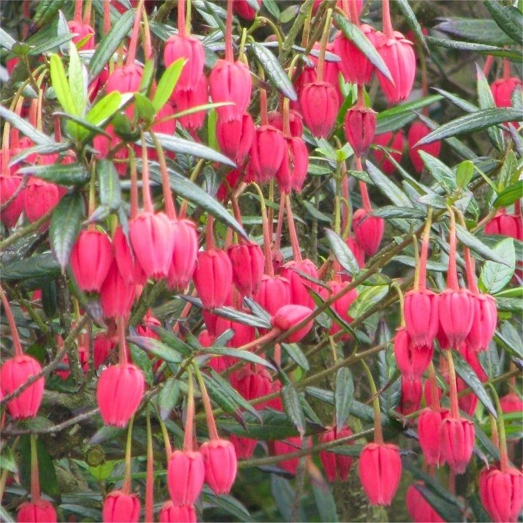 Chilean Lantern Tree - Crinodendron Hookerianum 2 Chilean Lantern Tree - Crinodendron Hookerianum - Image 2