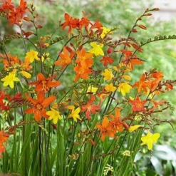 BULK PACK - Crocosmia 'Molten Lava' - Mixed Shades Of Montbretia - Pack Of TEN Plants