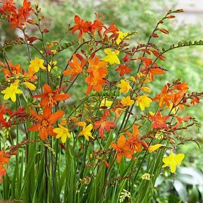 BULK PACK - Crocosmia 'Molten Lava' - Mixed Shades Of Montbretia - Pack Of TEN Plants 1 BULK PACK - Crocosmia 'Molten Lava' - Mixed Shades Of Montbretia - Pack Of TEN Plants