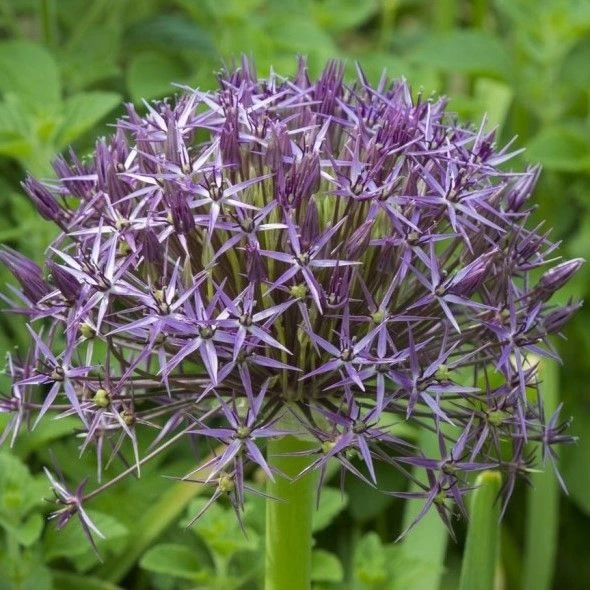 Allium Christophii - Star Of Persia 2 Allium Christophii - Star Of Persia - Image 2