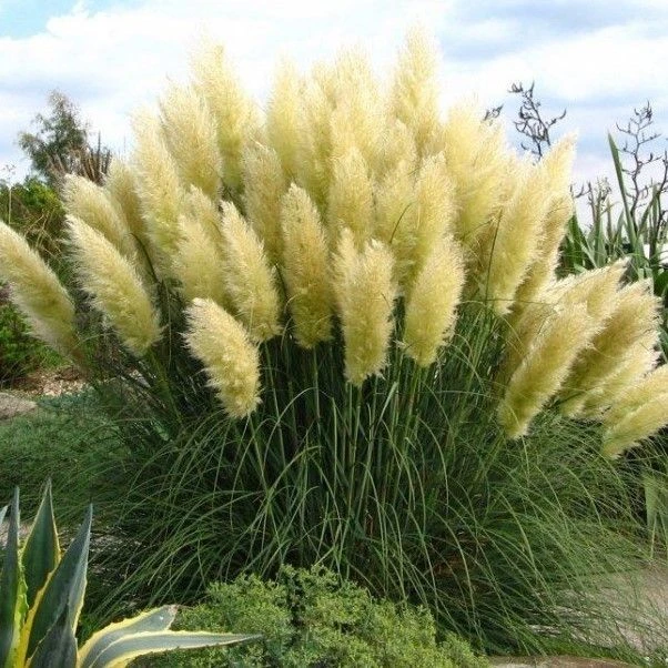 WHITE Pampas Grass - Cortaderia Selloana - Pack Of THREE Plants 2 WHITE Pampas Grass - Cortaderia Selloana - Pack Of THREE Plants - Image 2