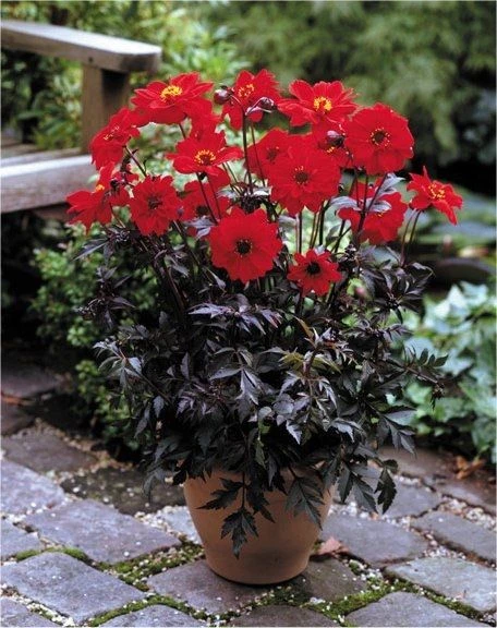 Dahlia Bishop Of Llandaff - Red Flowering Bronze Leaved Dahlia Plant 2 Dahlia Bishop Of Llandaff - Red Flowering Bronze Leaved Dahlia Plant - Image 2