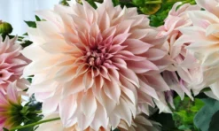 Dahlia Cafe Au Lait - Pack Of THREE -Outlet Plant Store dahlia cafe au lait 1000x600 1