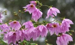 Imperial Tree Dahlia - Dahlia Imperialis Pink Flash - Majestic 2m Skyscraper Dahlias! 8 Imperial Tree Dahlia - Dahlia Imperialis Pink Flash - Majestic 2m Skyscraper Dahlias! -Outlet Plant Store dahlia imperalis 1000x600 1