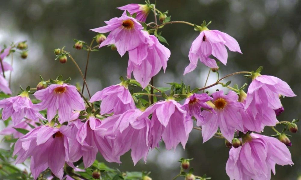 Imperial Tree Dahlia - Dahlia Imperialis Pink Flash - Majestic 2m Skyscraper Dahlias! 4 Imperial Tree Dahlia - Dahlia Imperialis Pink Flash - Majestic 2m Skyscraper Dahlias! - Image 4