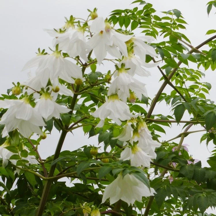 WHITE Imperial Tree Dahlia - Dahlia Imperialis Alba - White Lightning - Majestic 2m Skyscraper Dahlias 1 WHITE Imperial Tree Dahlia - Dahlia Imperialis Alba - White Lightning - Majestic 2m Skyscraper Dahlias