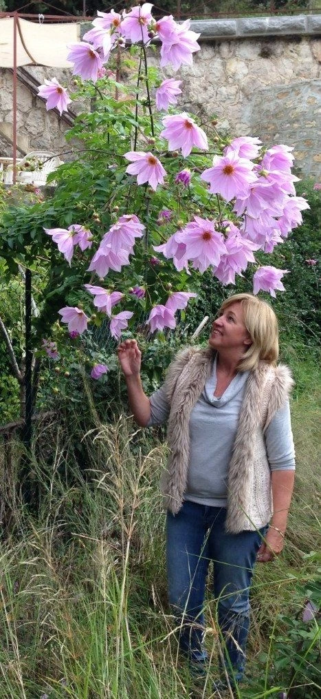 Imperial Tree Dahlia - Dahlia Imperialis Pink Flash - Majestic 2m Skyscraper Dahlias! 3 Imperial Tree Dahlia - Dahlia Imperialis Pink Flash - Majestic 2m Skyscraper Dahlias! - Image 3