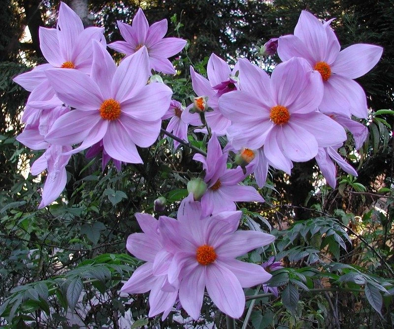 Imperial Tree Dahlia - Dahlia Imperialis Pink Flash - Majestic 2m Skyscraper Dahlias! 5 Imperial Tree Dahlia - Dahlia Imperialis Pink Flash - Majestic 2m Skyscraper Dahlias! - Image 5