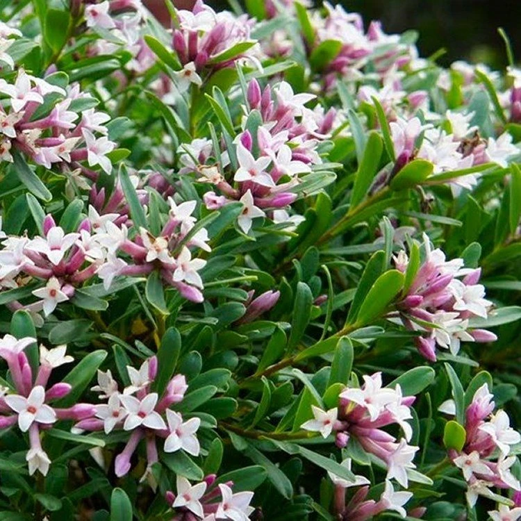 Daphne X Transatlantica Eternal Fragrance - Fragrant Evergreen Daphne 1 Daphne X Transatlantica Eternal Fragrance - Fragrant Evergreen Daphne