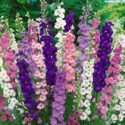Delphinium Magical Collection - Pack Of FIVE -Outlet Plant Store delphinium magic fountains3