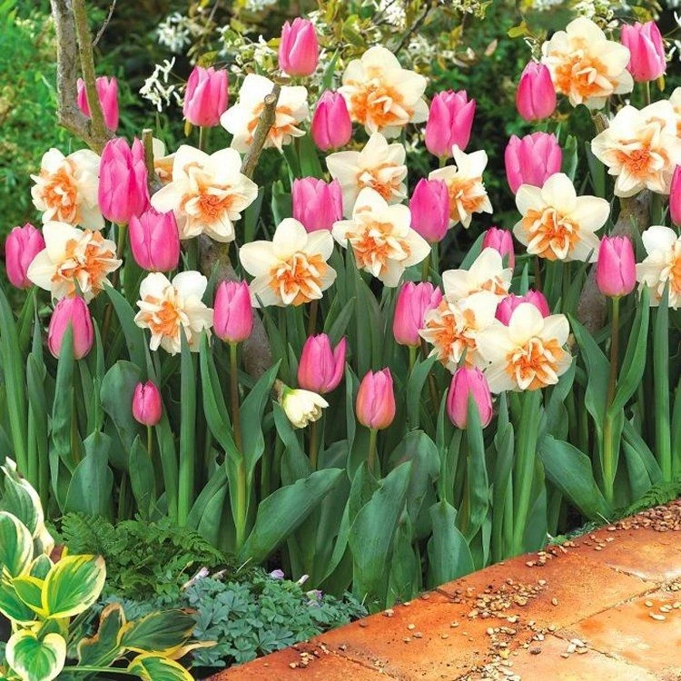 Designer Pink Tulip & Double Daffodil Blend - Pack Of 20 'Pink Breeze' Bulbs 1 Designer Pink Tulip & Double Daffodil Blend - Pack Of 20 'Pink Breeze' Bulbs