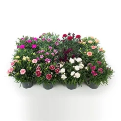 Fragrant Cottage Garden Pinks Dianthus Collection - Pack Of SIX 5 Fragrant Cottage Garden Pinks Dianthus Collection - Pack Of SIX -Outlet Plant Store dianthus mix1 2