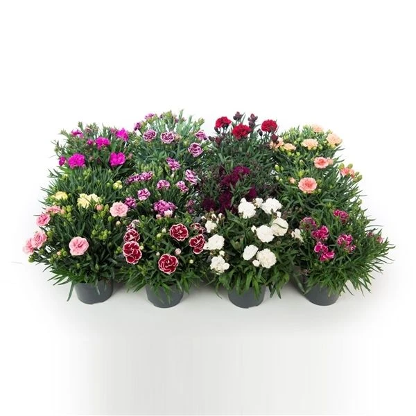 Fragrant Cottage Garden Pinks Dianthus Collection - Pack Of SIX 3 Fragrant Cottage Garden Pinks Dianthus Collection - Pack Of SIX - Image 3