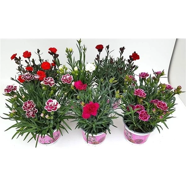 Fragrant Cottage Garden Pinks Dianthus Collection - Pack Of SIX 2 Fragrant Cottage Garden Pinks Dianthus Collection - Pack Of SIX - Image 2