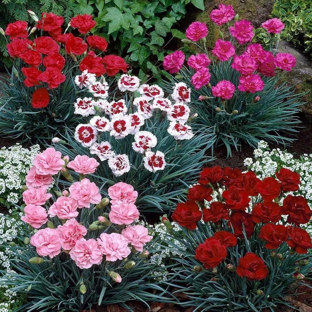 Fragrant Cottage Garden Pinks Dianthus Collection - Pack Of SIX 1 Fragrant Cottage Garden Pinks Dianthus Collection - Pack Of SIX