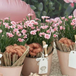 Dianthus Peach Party - Fragrant Pink In Bud & Bloom - Pack Of SIX -Outlet Plant Store dianthus peach party 2