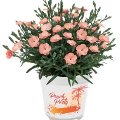 Dianthus Peach Party - Fragrant Pink In Bud & Bloom - Pack Of SIX -Outlet Plant Store dianthus peach party 4