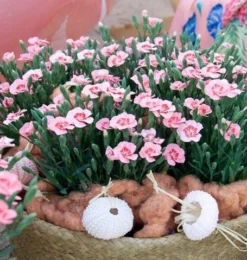 Dianthus Peach Party - Fragrant Pink In Bud & Bloom - Pack Of SIX -Outlet Plant Store dianthus peach party 5