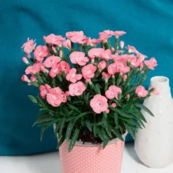 Dianthus Peach Party - Fragrant Pink In Bud & Bloom - Pack Of SIX -Outlet Plant Store dianthus peach party 6