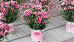 Dianthus Pink Kisses - Fragrant Pink - Pack Of SIX Plants 7 Dianthus Pink Kisses - Fragrant Pink - Pack Of SIX Plants -Outlet Plant Store dianthus pink kisses1 6