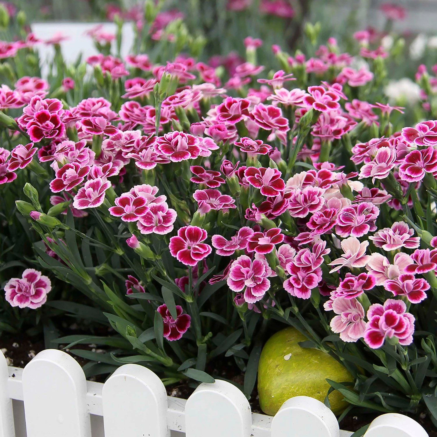 Dianthus Pink Kisses - Fragrant Pink - Pack Of SIX Plants 1 Dianthus Pink Kisses - Fragrant Pink - Pack Of SIX Plants