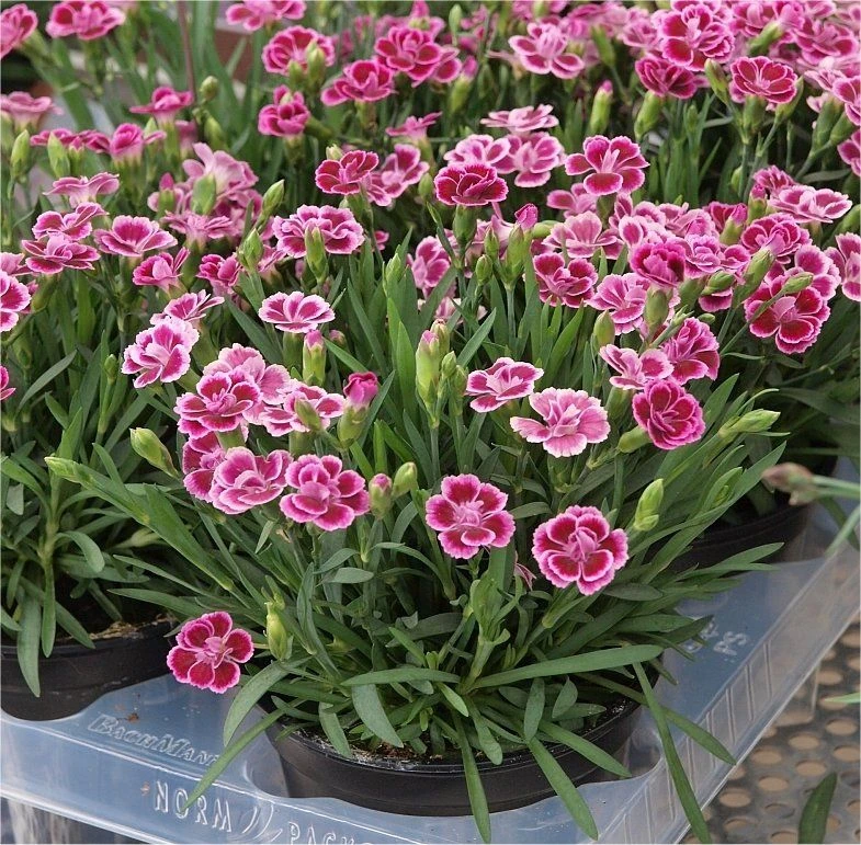 Dianthus Pink Kisses - Fragrant Pink - Pack Of SIX Plants 2 Dianthus Pink Kisses - Fragrant Pink - Pack Of SIX Plants - Image 2