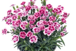 Dianthus Pink Kisses - Fragrant Pink - Pack Of SIX Plants 6 Dianthus Pink Kisses - Fragrant Pink - Pack Of SIX Plants -Outlet Plant Store dianthus pink kisses4 6