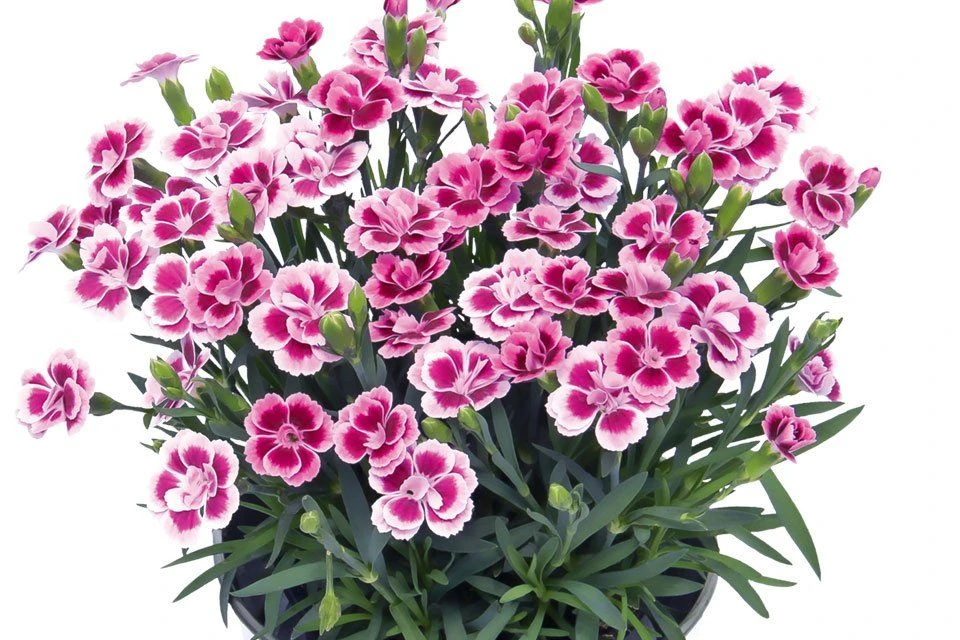 Dianthus Pink Kisses - Fragrant Pink - Pack Of SIX Plants 3 Dianthus Pink Kisses - Fragrant Pink - Pack Of SIX Plants - Image 3