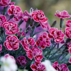 Dianthus Purple Wedding - Fragrant Pink In Bud & Bloom - Pack Of SIX
