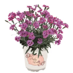 Dianthus Purple Wedding - Fragrant Pink In Bud & Bloom - Pack Of SIX -Outlet Plant Store dianthus purple wedding 2 1