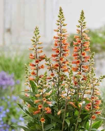 Digiplexis Firecracker - Foxglove 2 Digiplexis Firecracker - Foxglove - Image 2