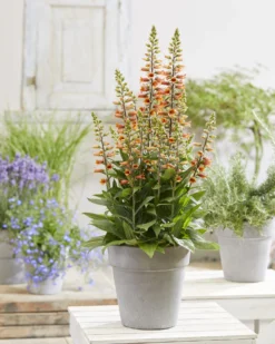 Digiplexis Firecracker - Foxglove 5 Digiplexis Firecracker - Foxglove -Outlet Plant Store digiplexis firecracker pot scaled 1