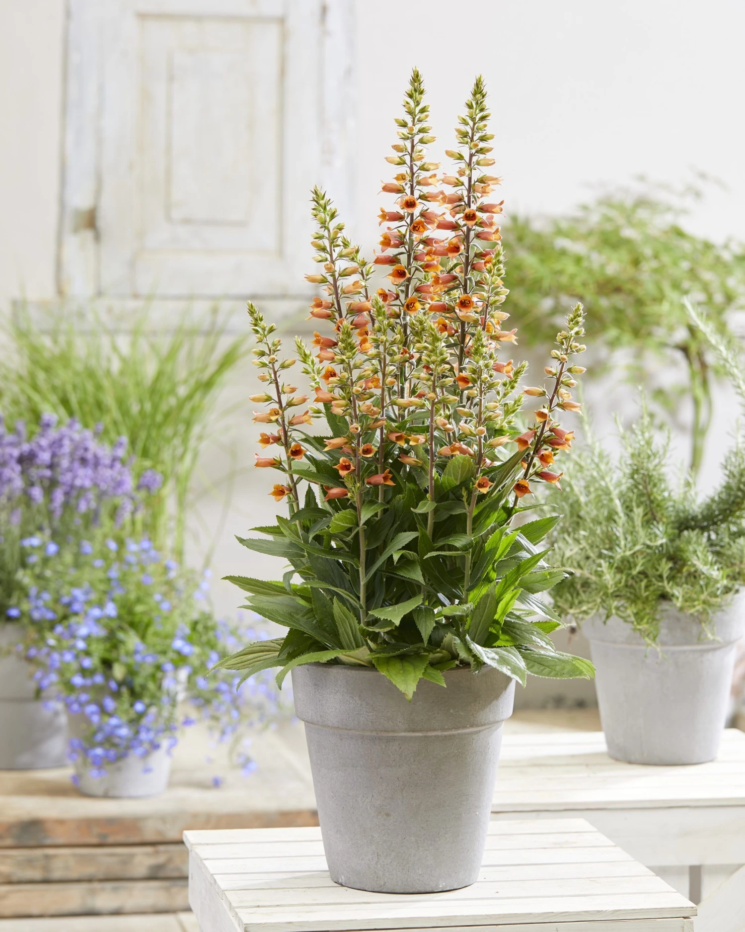 Digiplexis Firecracker - Foxglove 3 Digiplexis Firecracker - Foxglove - Image 3