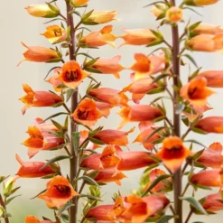 Digiplexis Firecracker - Foxglove