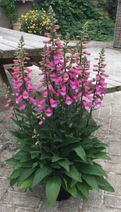 Digitalis Lucas - Foxglove