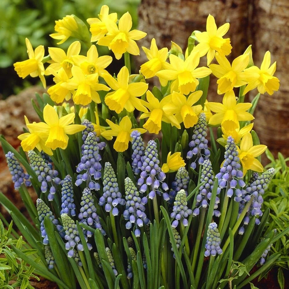 Dipped In Gold Designer Blend - Naricissi & Muscari - Pack Of 40 Bulbs 2 Dipped In Gold Designer Blend - Naricissi & Muscari - Pack Of 40 Bulbs - Image 2